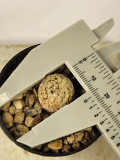 Pelecyphora valdeziana turbino usato  Palestrina