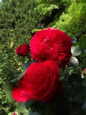 Meiviola ownroot rose for sale  Granite Falls