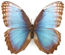 Morpho helenor narcissus gebraucht kaufen  München