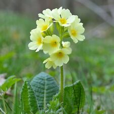 Primula elatior plug for sale  LONDON