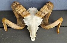 Massive ram skull for sale  PLYMOUTH