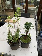 2litre euphorbia plants for sale  CAMBERLEY