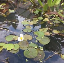 Baby frogbit floating for sale  NOTTINGHAM