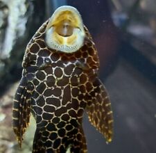 Suckermouth catfish hypostomus for sale  LONDON
