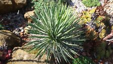 Mw45 2023 yucca for sale  Shipping to Ireland