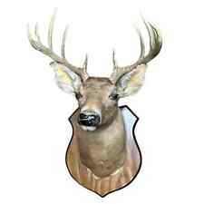 White tail deer for sale  Owensboro