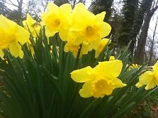 100 wild daffodil for sale  Mcminnville