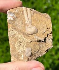 Fossil crinoid matrix for sale  Coppell