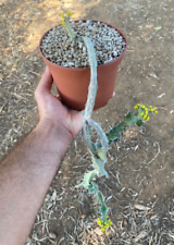 Euphorbia buruana succulenta usato  Menfi
