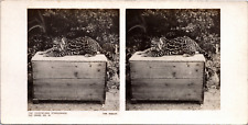 Ocelot zoo vintage d'occasion  Pagny-sur-Moselle
