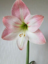 Amaryllis bulbs pink for sale  MAIDSTONE