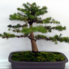 Rotfichte pre bonsai gebraucht kaufen  Mölln