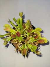 Small venus flytraps for sale  Wilmington