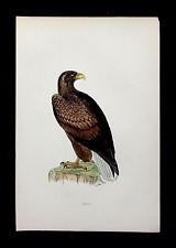 Erne sea eagle for sale  ILKLEY