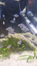 Frontosa cichlids babies for sale  LEICESTER