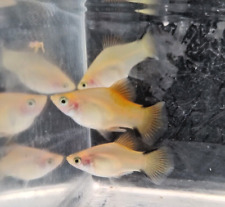 Victory platy tropical for sale  HARROW