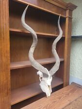 Antique taxidermy horns for sale  KINGSWINFORD