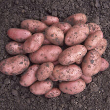 Seed potato desiree for sale  PETERBOROUGH
