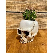 Skull planter medium for sale  Barnesville