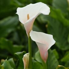 Arum lily pink for sale  IPSWICH