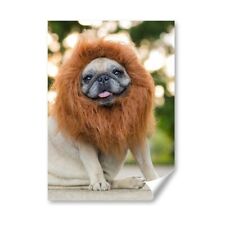Cute pug lion for sale  SELBY