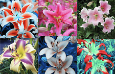 Lily flower seeds for sale  Goldsboro