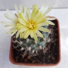 Krainziana Minima Live Cactus Plant Turbinicarpus for sale  Shipping to South Africa