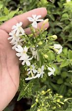 Coimbatore jasmine climbing for sale  Shipping to Ireland