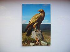 Golden eagle postcard for sale  FALKIRK