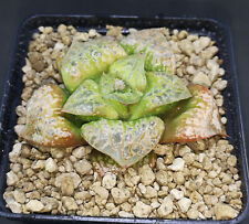 1140 hw174 haworthia for sale  Shipping to Ireland