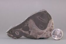 Fossil ichthyosaur reptile for sale  West Valley City