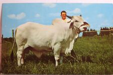 brahman cattle for sale  Wilmington