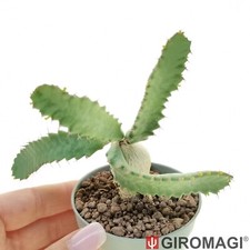 Euphorbia stellata potø6 usato  Cortona