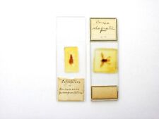 Antique microscope slides. for sale  LEDBURY