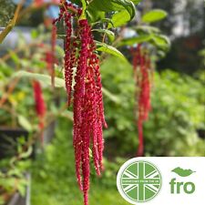 Love lies bleeding for sale  MANCHESTER