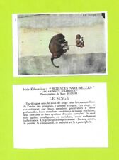 Vignette singe d'occasion  Nancy-