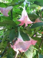 Brugmansia suaveolens pink for sale  Shipping to Ireland