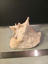 Sea shell for sale  Muncie