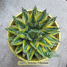 Variegated queen agave for sale  West Covina