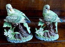 parakeets adult pairs for sale  Tyrone