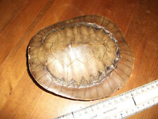 Vintage turtle shell for sale  ALTRINCHAM