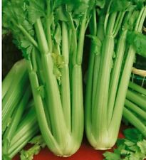 Celery utah crunchy for sale  THORNTON HEATH