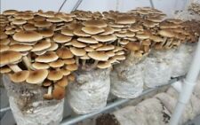 spore funghi usato  Spinetoli