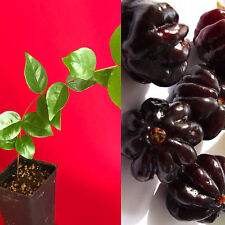 Surinam cherry black for sale  Jupiter