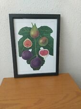 Figs fruit paint for sale  Detroit