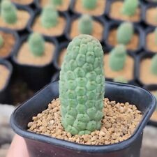 6cm cactus live for sale  Shipping to Ireland