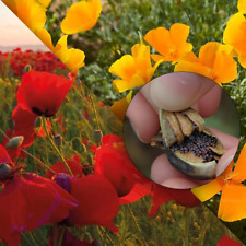 Meconopsis cambrica poppy for sale  SUTTON-IN-ASHFIELD