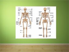Human anatomy body for sale  MANCHESTER