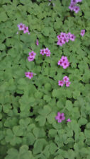 Pink oxalis wood for sale  Smithville