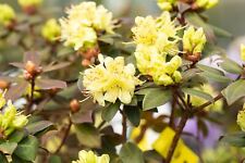 Rhododendron princes anne gebraucht kaufen  Westerstede